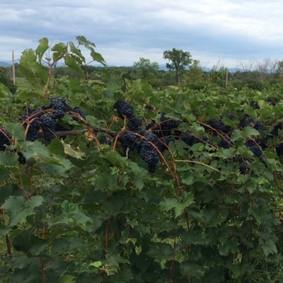 Red Wine Grape Vines