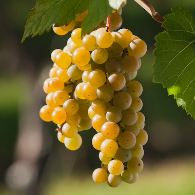 White Wine Grape Vines