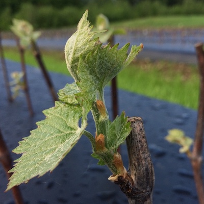 Vermont Bareroot Vines