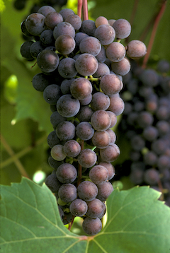 Frontenac gris Vine