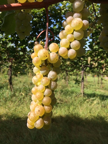 Prairie Star Vine