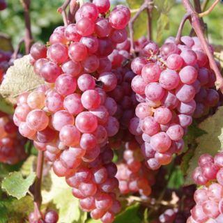 Somerset Seedless Vine