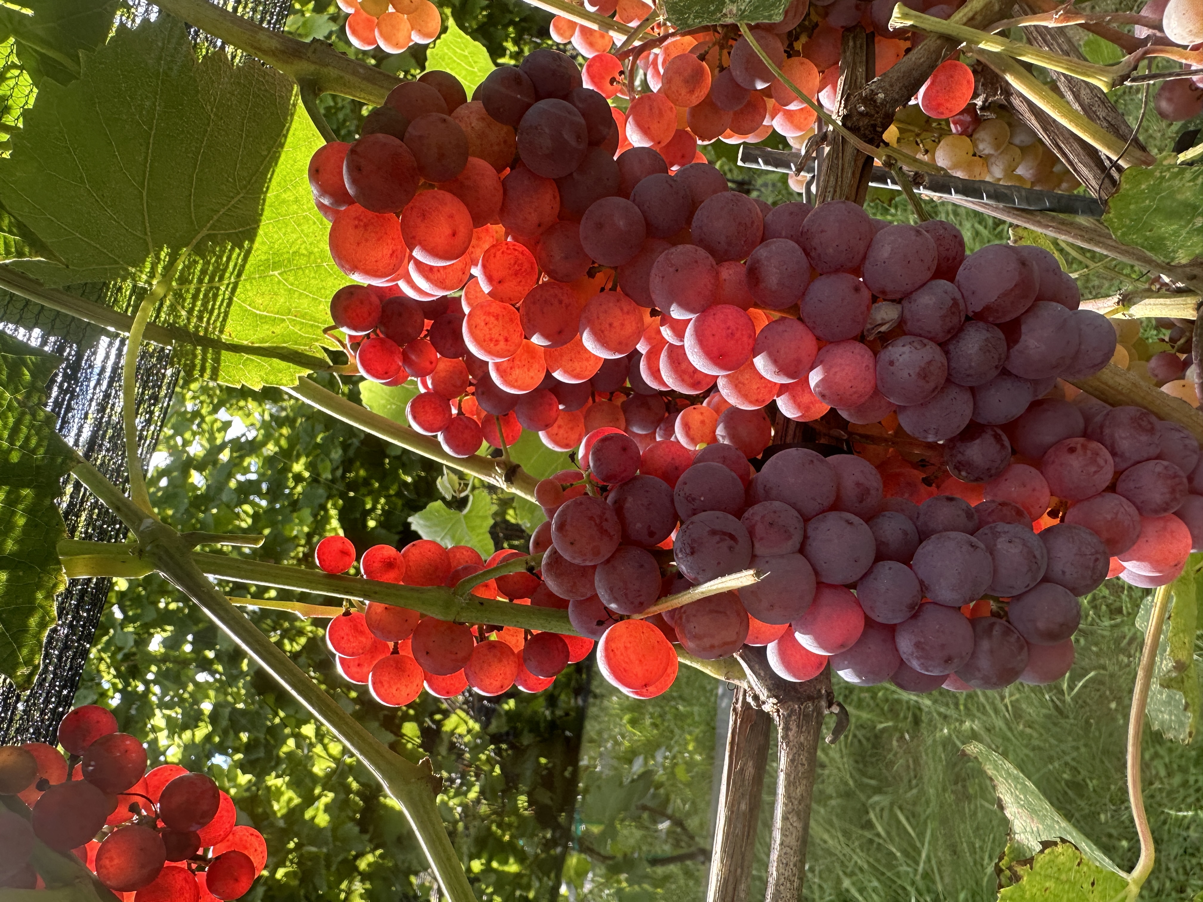 Somerset Seedless Vine