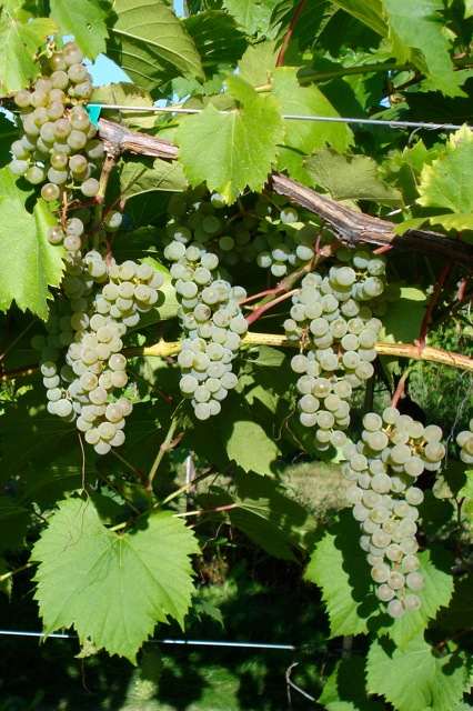 Frontenac blanc Vine