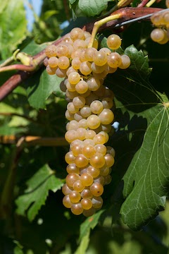 Itasca Vine