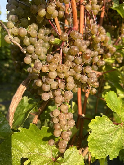 L'Acadie blanc Vine