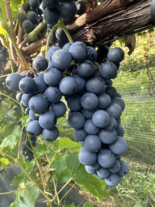 St. Croix Vine