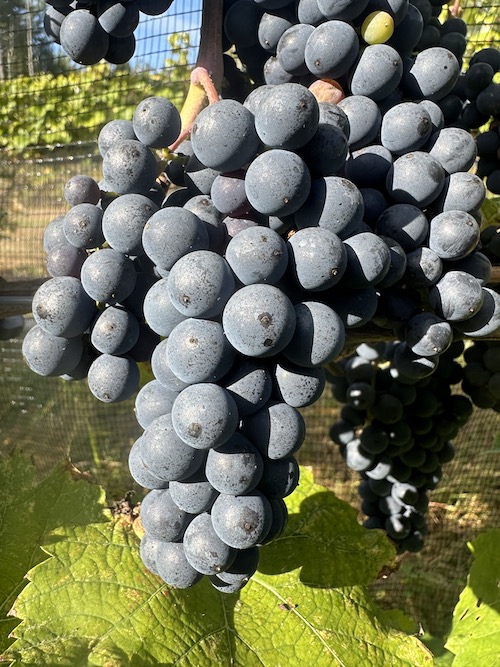 Marechal Foch Vine