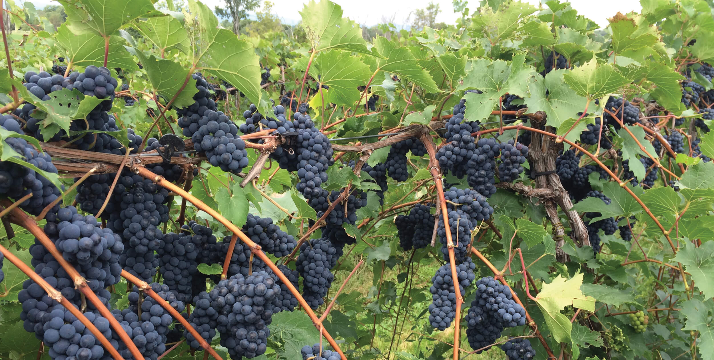 Red Wine Grape Vines