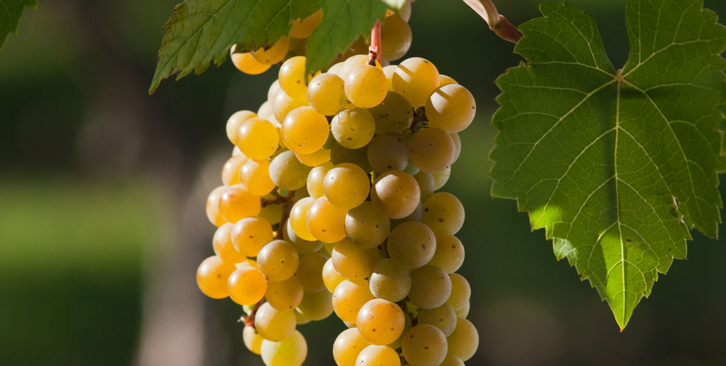 White Wine Grape Vines