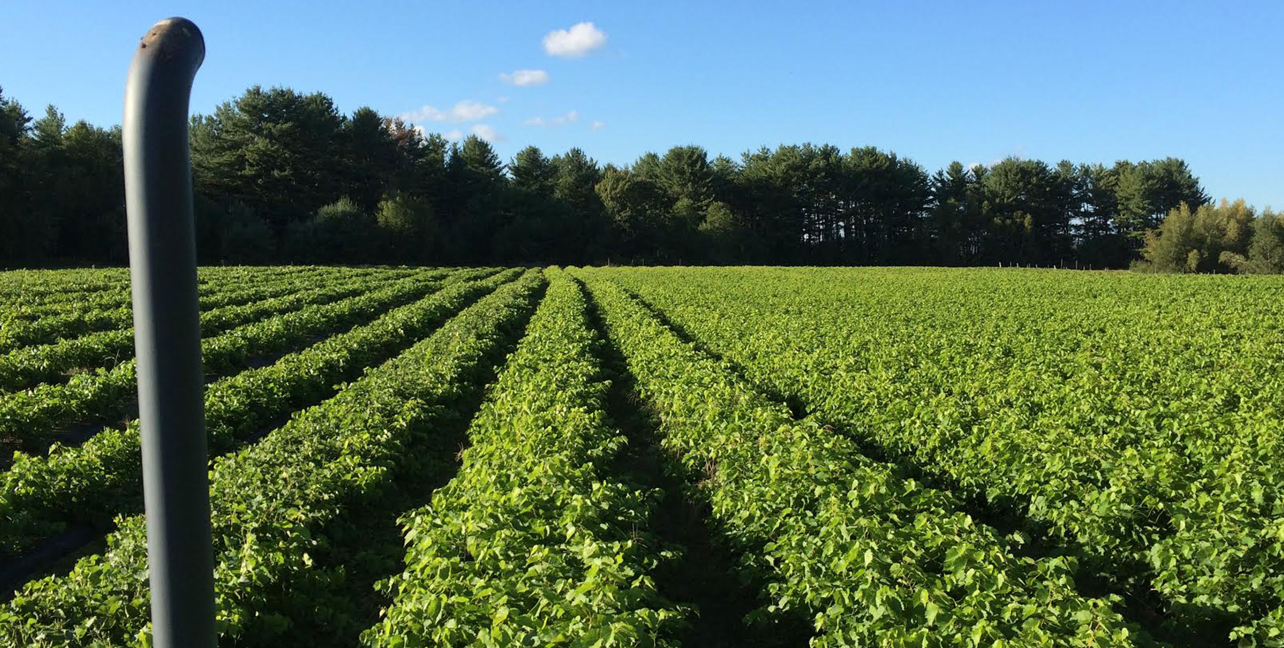 Northeastern Vine Supply Vines