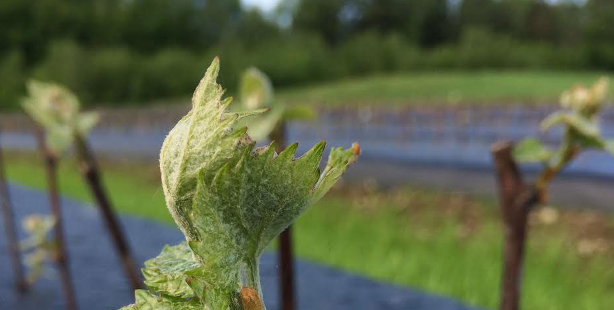 Northeastern Vine Supply Vines